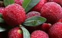被老外称为“中国草莓”的水果1斤上百元 很多人沦陷了