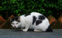 马来西亚有座猫城短尾猫遍地，还有世界上独一无二的猫博物馆