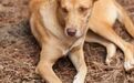 河南男童被狗舔伤口后狂犬病发身亡，发病前应尽早注射疫苗