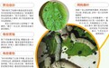 科学课让孩子养蚕并观察 家长苦恼:桑叶9元钱500克