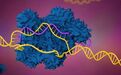 从“新款”基因剪刀到先天性失明突破疗法，聚焦CRISPR基因编辑最新进展