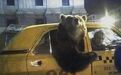 俄罗斯立法禁止家养熊鳄鱼狮子 网友：还有人养过这个？