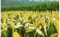 缺口超过2000万吨，为何玉米价格不升反降？