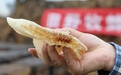 孩子可以吃蜂巢吗?蜂巢蜜儿童可以吃吗?