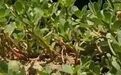 这种野菜能救命，风靡欧洲，中国遍地有，堪称高血压克星~