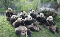 租不到大熊猫怎么办？看看世界各国的”假熊猫“ 泰国的最搞笑