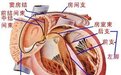 心脏跳动的力学原理
