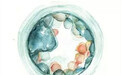 爱嘉国际海外—泰国试管婴儿供卵的流程是怎么样的？