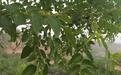 红枣蜜的功效与作用?红枣蜂蜜水的功效?