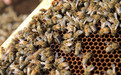 吃蜂巢蜜的作用与功效?吃蜂巢蜜有什么功效?