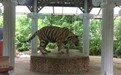 1米活动半径，连续工作22小时——泰国普吉岛被曝虐待老虎
