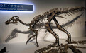 北海道发现日本最完整恐龙化石