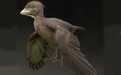 从龙到鸟？日本发现白垩纪古鸟化石 或改变鸟类演化历史