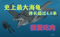 来自“地狱水族馆”的铁憨憨：爱嘬鱿鱼的巨型古海龟