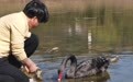 “青睐”青山湖的黑天鹅 把家安在了博物馆