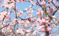 樱花之美 尽在鹤壁