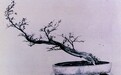素仁和尚与素仁格：岭南盆艺中的独特符号