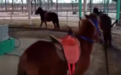 江苏一野生动物园现“旋转活马” 游客：有点残忍！