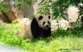 凤凰卫视主持人胡玲助力《中国宝贝计划》 第四代胜达邀您首探野生大熊猫