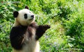 当萌宝遇见PANDA，《中国宝贝计划》首探野生大熊猫神秘家园