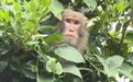 14只猕猴自己开门出逃 冲绳动物园停业抓猴