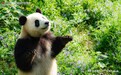 萌宝亲子秀+野生大熊猫保护？北京现代凝聚公益力量也成就品牌声量
