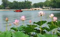 北京什刹海荷花盛开 娇艳欲滴美如画