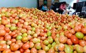 保康县：反季节蔬菜鼓起农民“钱袋子”