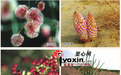吐鲁番沙漠植物园举行中国科学院植物园科普活动