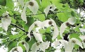 金佛山发现植物“活化石”光叶珙桐