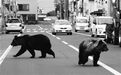 日本“杀人熊”已致5人死亡 民众仍频频上山“送死”