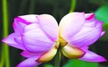 花开·并蒂莲