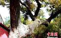 湖北孝昌县一古树树龄逾200年 村民盼妥善保护