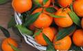 关心大品种：橘子，全球水果之首
