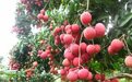 热气”荔枝竟然还有这个功效？（附：荔枝干红枣排骨汤做法）