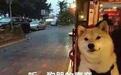 七夕朋友圈段子大赏：每个单身狗都是隐形的文案高手…