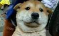 中国名犬大盘点！而呼声最高的中华田园犬，竟然不是一个品种？