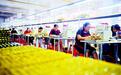 恩施“新宠”：劳动密集型企业