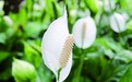 冬季阳光少 耐阴植物更好养活