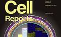 德州大学与华中科大研究组发表《Cell Reports》封面文章揭示核仁小RNA与癌症的关系
