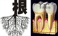牙周病造成牙齿松动要怎么办
