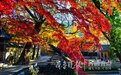 红叶吸金，首届“秋韵崂山”旅游季月入3.24亿