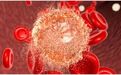 Nature：重磅！记忆CD8 T细胞起源自效应T细胞