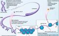 Nature 子刊：表观遗传学调控或成癌症治疗新靶点