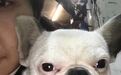 济南寻宠|1.14德裕家园丢失一直叫大脸的斗牛犬