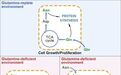 Cell Metab：细胞缺乏谷氨酰胺无法存活怎么办？天冬酰胺解决难题