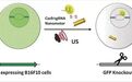 Angewandte Chemie 突破！会动的纳米马达让CRISPR-Cas-9钻进癌细胞心窝进行基因编辑！