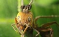 自然界现实版植物僵尸，真菌入侵昆虫