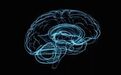 Endocrinology：乙酰胆碱参与发育过程中对生长激素轴的调控