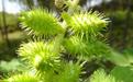 农村到处可见的“小刺猬”居然有这么多医药功效？神了